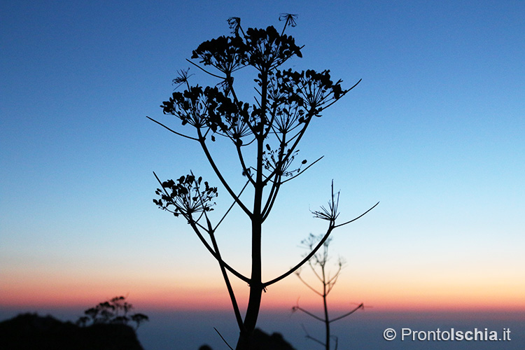 Ischia al tramonto, i pi&ugrave; belli dell'isola 8