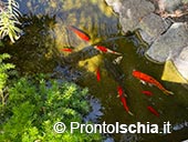 Giardini Ravino: Natura, Relax e Cultura sull’isola d’Ischia 1