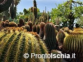 Giardini Ravino: Natura, Relax e Cultura sull’isola d’Ischia 5