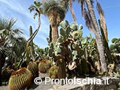 Giardini Ravino: Natura, Relax e Cultura sull’isola d’Ischia 6