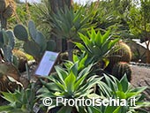 Giardini Ravino: Natura, Relax e Cultura sull’isola d’Ischia 7