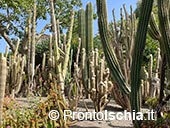 Giardini Ravino: Natura, Relax e Cultura sull’isola d’Ischia 8